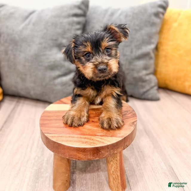 Yorkshire Terrier dogs Jasper - Ad 1