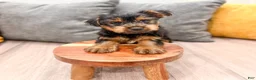 Yorkshire Terrier dogs for sale: Jasper - Ad 1
