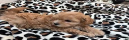 Maltipoo dogs for sale: Cookie  - Ad 5