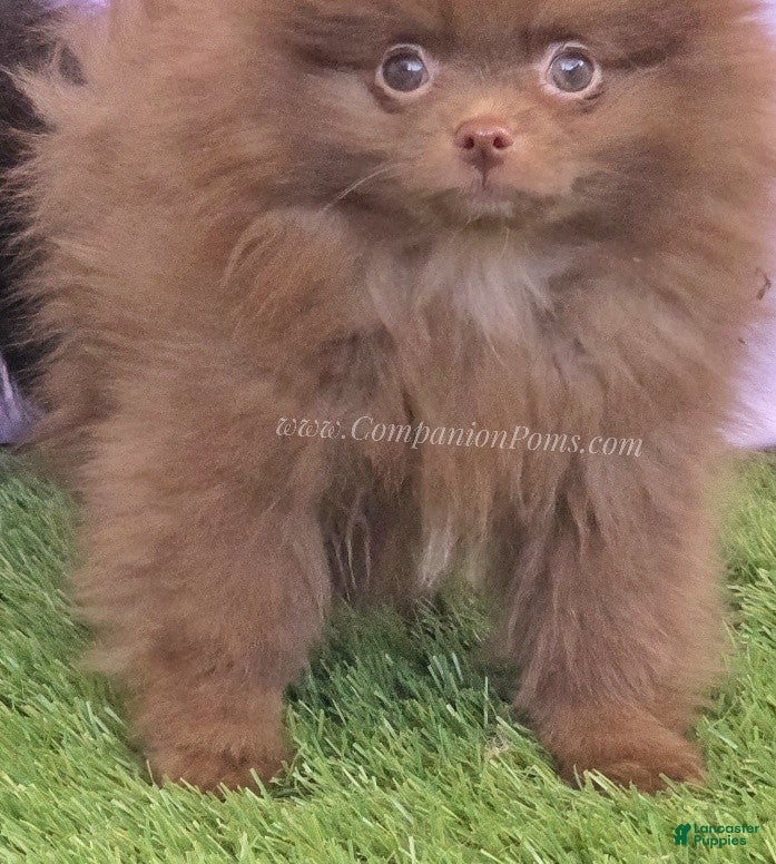 Pomeranian dogs CJ - Chocolate Pomeranian Puppy! Spring Sale!! - Ad 2