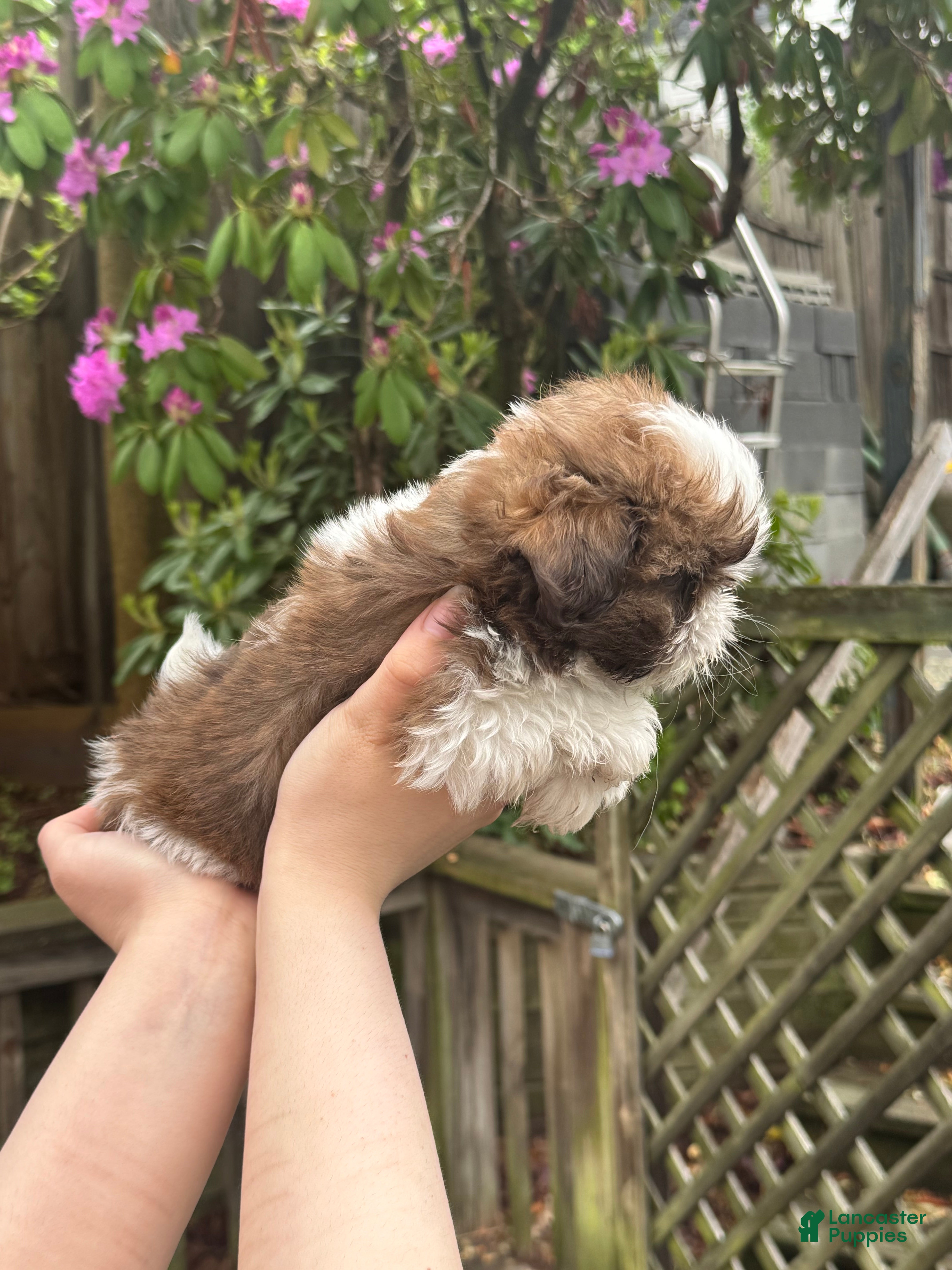 Shih Tzu dogs for sale: Blossom - Ad 4
