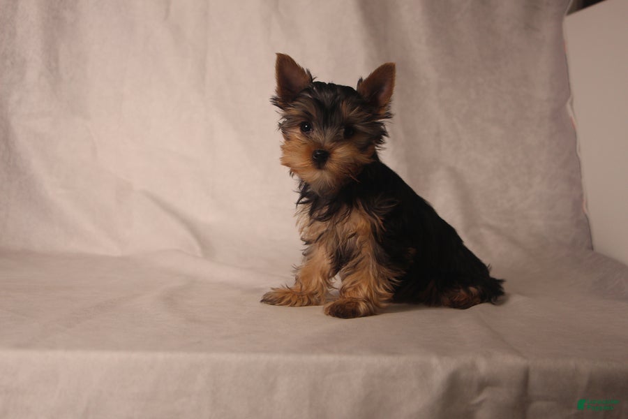 Yorkshire Terrier dogs Lacie - Ad 2