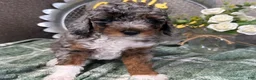 Miniature Poodle dogs for sale: Saphire - Ad 4