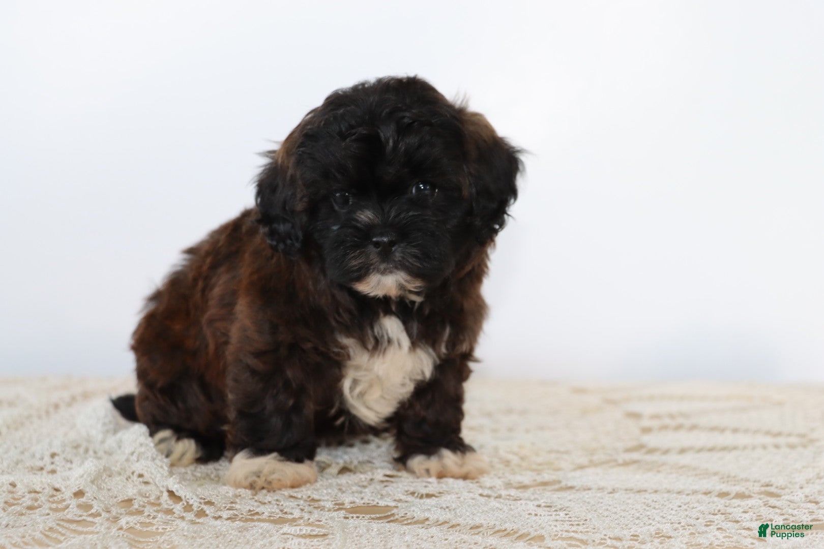Shihpoo dogs Snickers - Ad 23