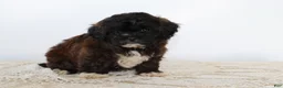 Shihpoo dogs for sale: Snickers - Ad 1