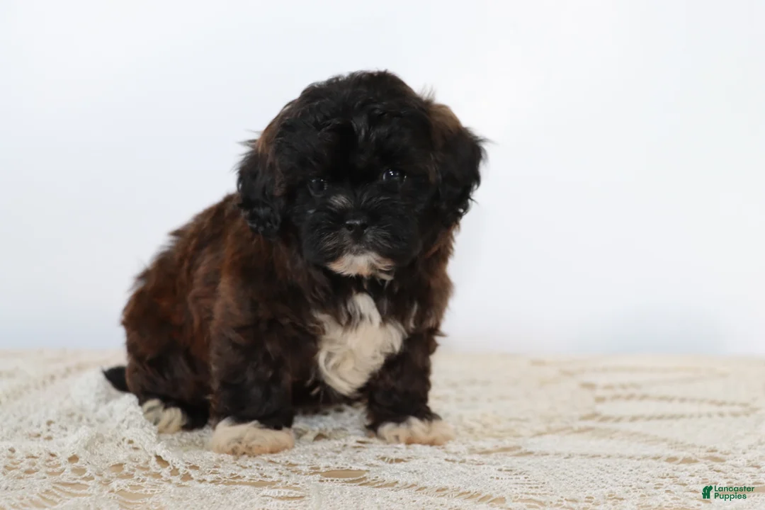 Shihpoo dogs for sale: Snickers - Ad 1