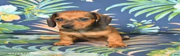 Miniature Dachshund dogs for sale: Josie - Ad 2