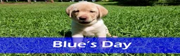 Labrador Retriever dogs for sale: Blue - AKC English Lab  - Ad 2