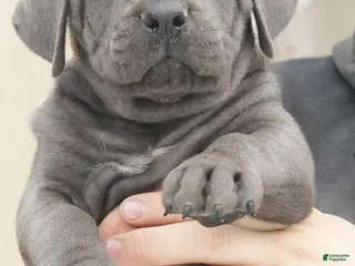 Cane Corso dogs Female 3 Litter A - Ad 27