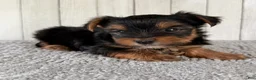 Yorkshire Terrier dogs for sale: Milo - Ad 3