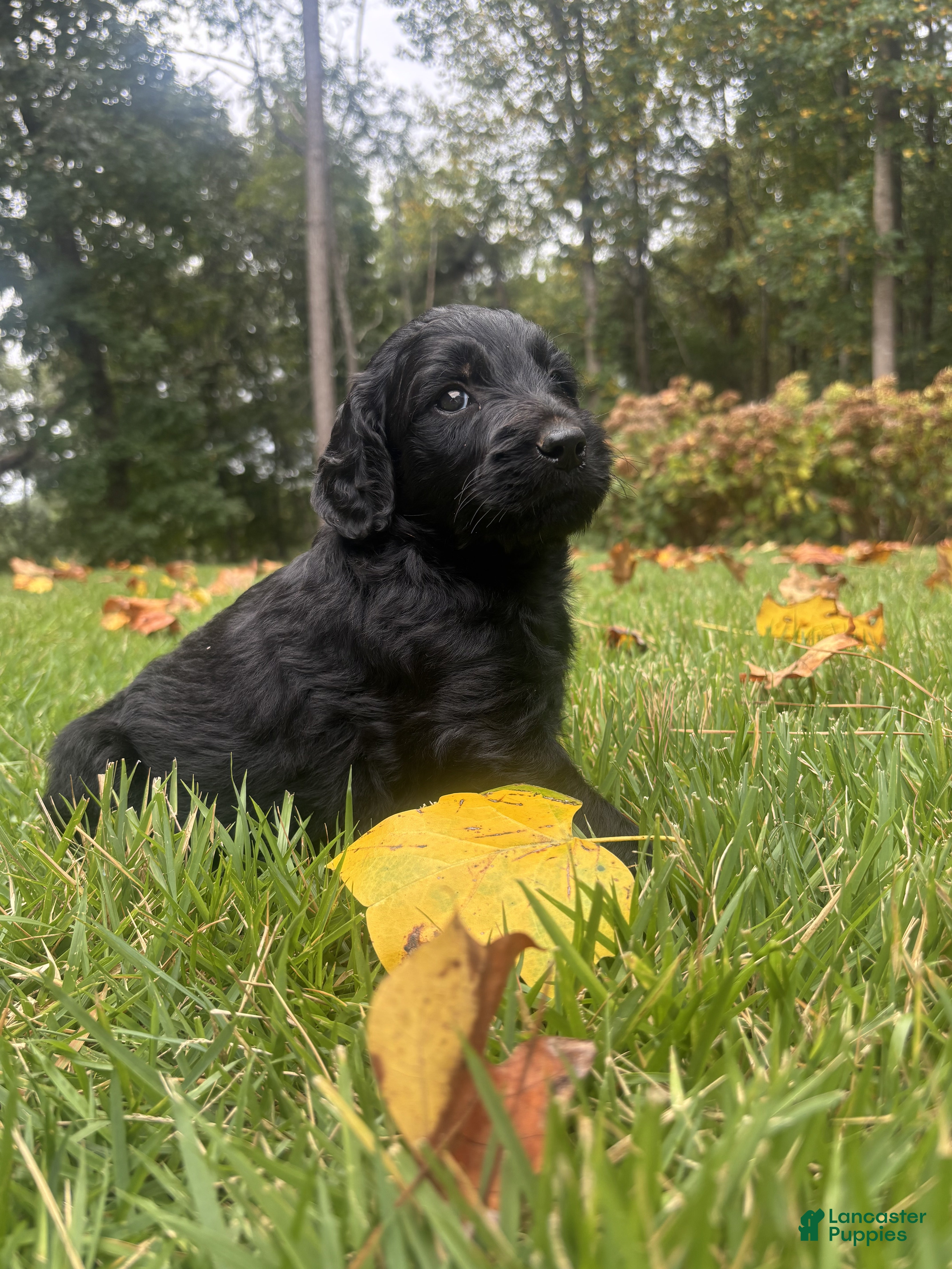Goldendoodle dogs Flint - Ad 2