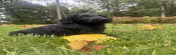 Goldendoodle dogs for sale: Flint - Ad 2