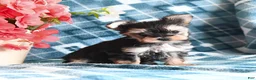 Morkie dogs for sale: Ollie - Ad 3