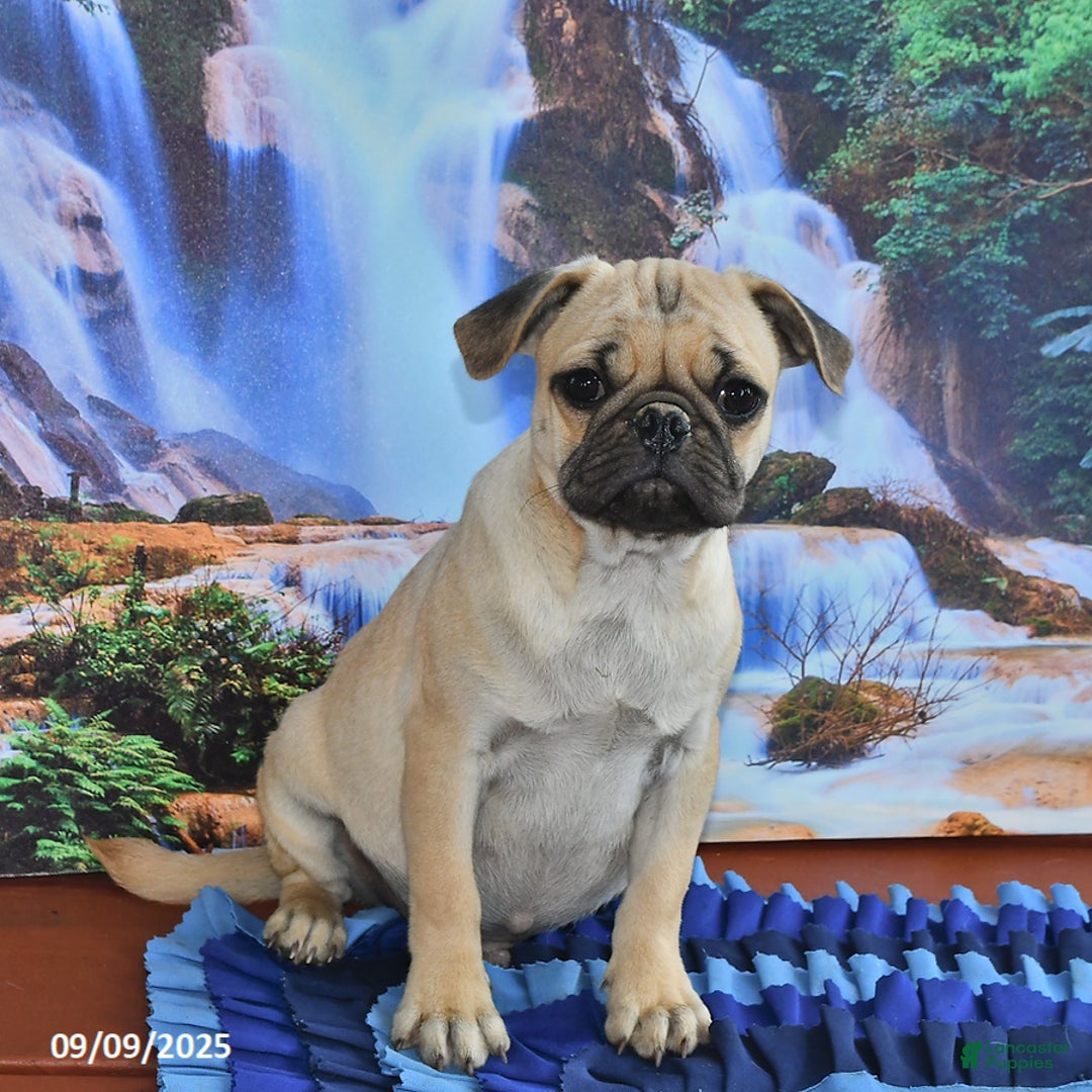 Pug dogs for sale: Sparky - Ad 20