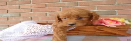 Cockapoo dogs for sale: Conner - Ad 5