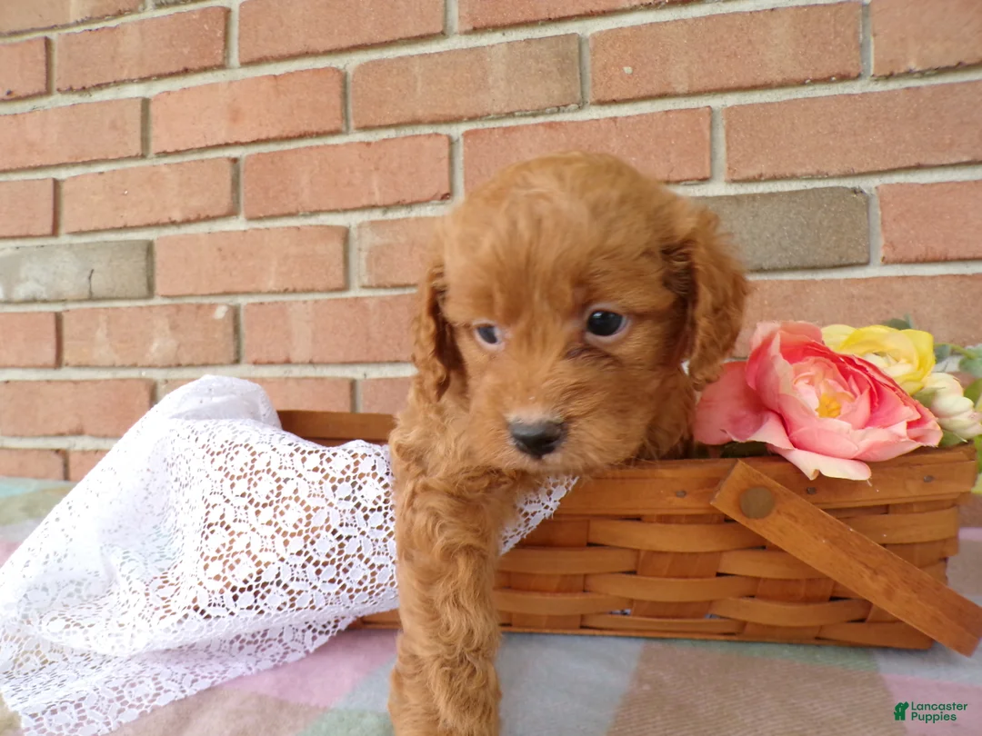 Cockapoo dogs for sale: Conner - Ad 5