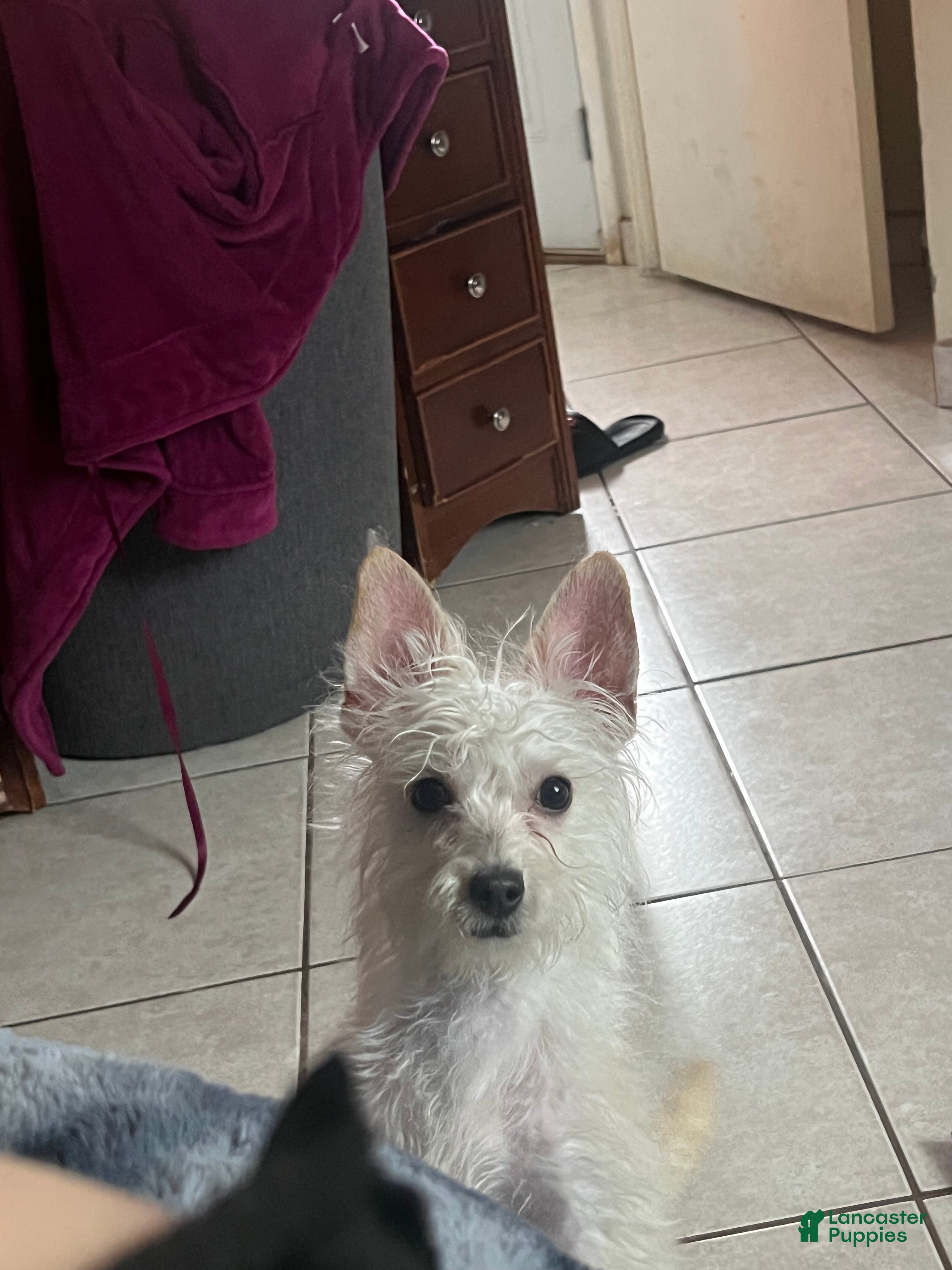 Mixed Breed dogs Mixed Breed Puppy 1 - Ad 28