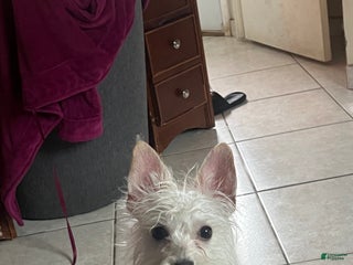 Mixed Breed dogs Mixed Breed Puppy 1 - Ad 28