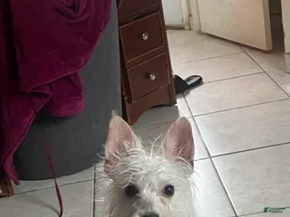 Mixed Breed dogs Mixed Breed Puppy 1 - Ad 19