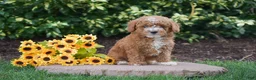 Toy Poodle dogs for sale: Peter - Ad 3