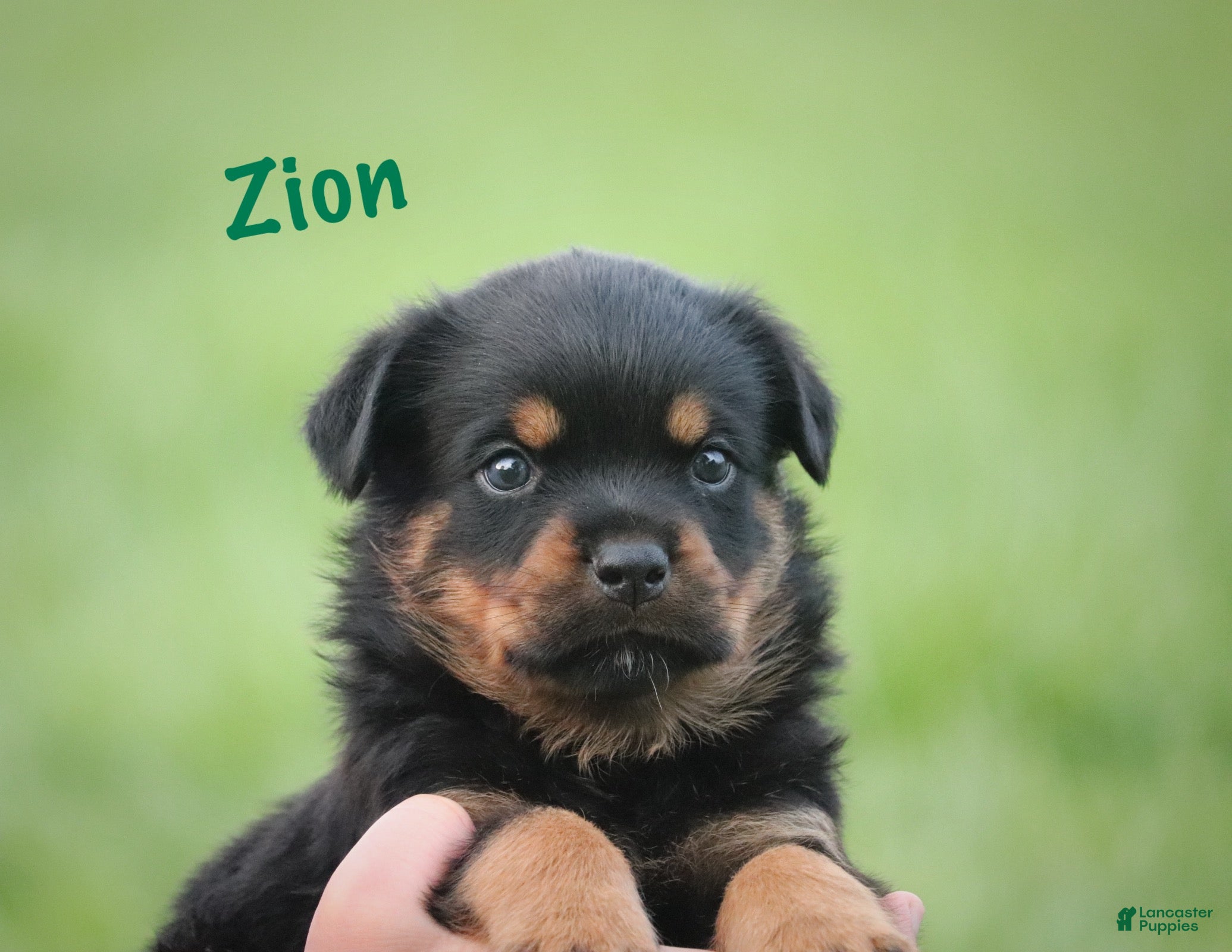 Rottweiler dogs Zion w LONG TAIL  - Ad 1