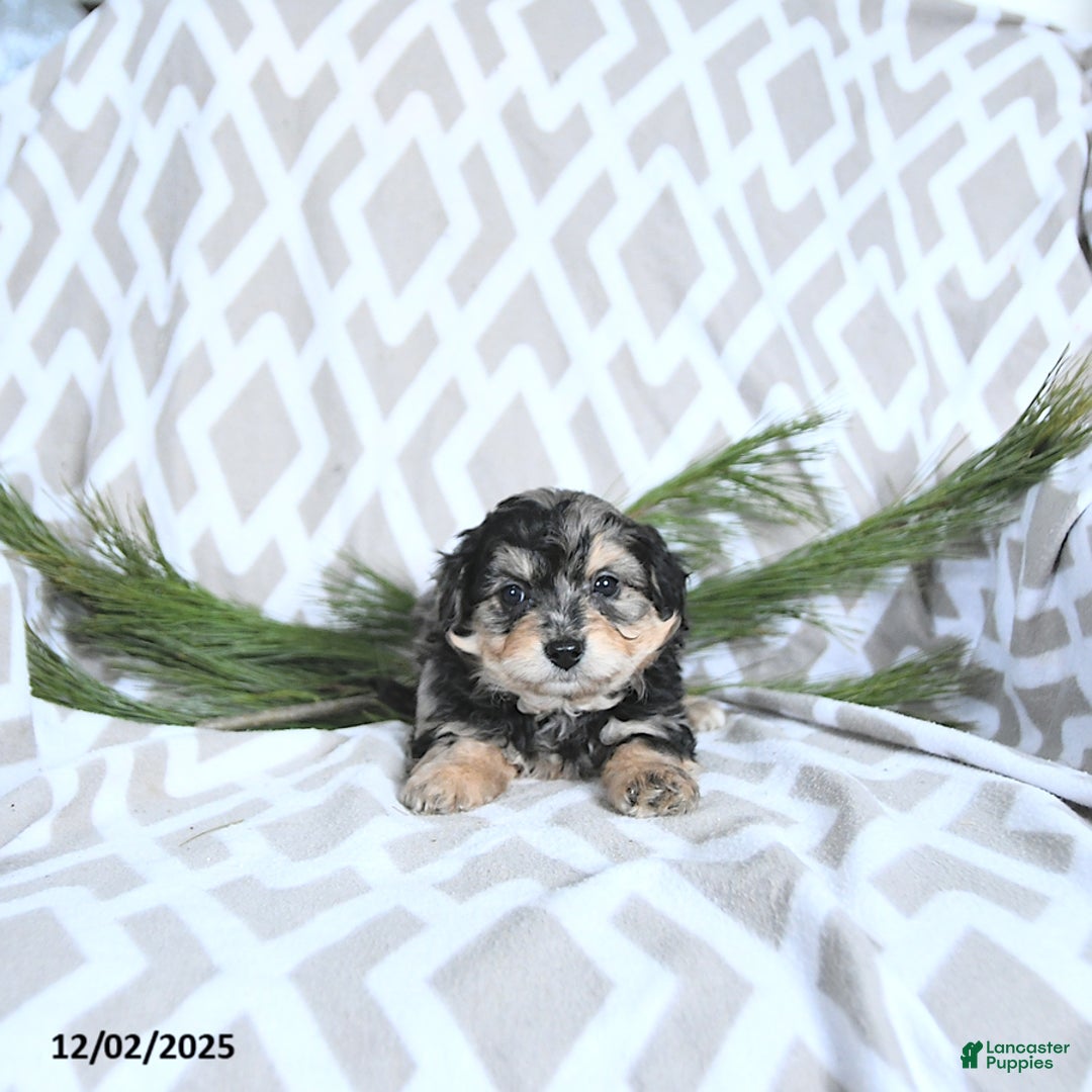 Maltipoo dogs for sale: Cupid - Ad 3