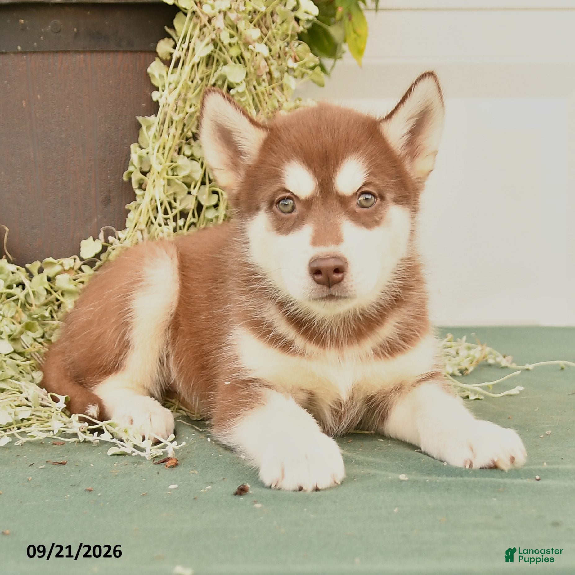 Alaskan Malamute dogs Crystal - Ad 2