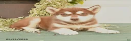Alaskan Malamute dogs for sale: Crystal - Ad 2