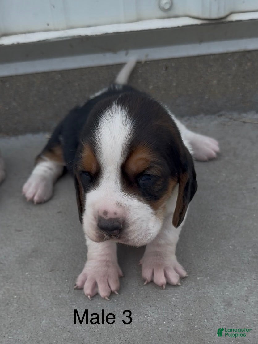 Basset Hound dogs Benji - Ad 32