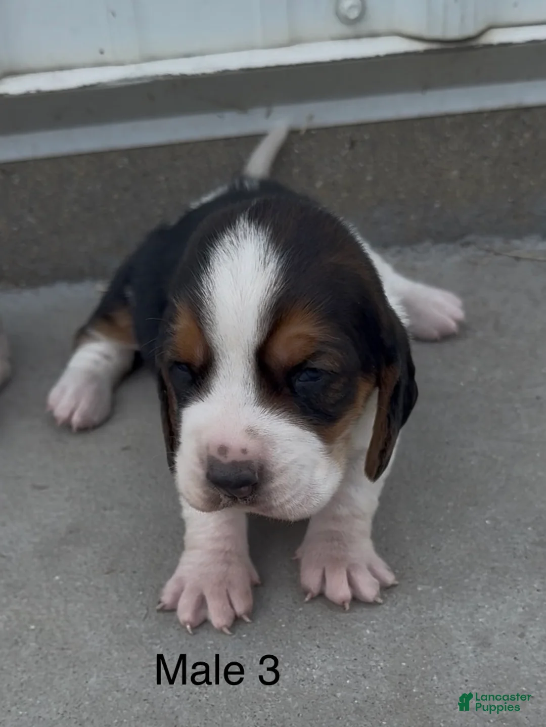 Basset Hound dogs for sale: Benji - Ad 1