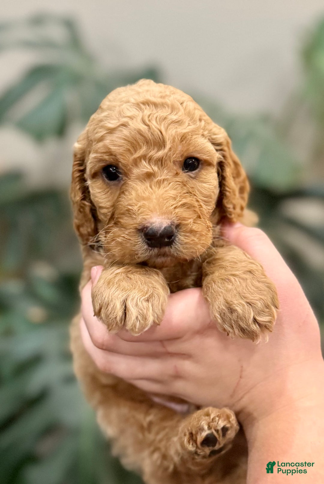Goldendoodle dogs for sale: Lucas  - Ad 1