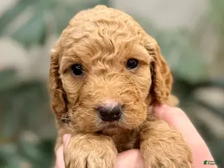 Goldendoodle dogs Lucas - Ad 23