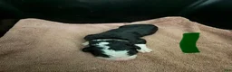 Bernese Mountain Dog dogs for sale: CamoGreen - Ad 11