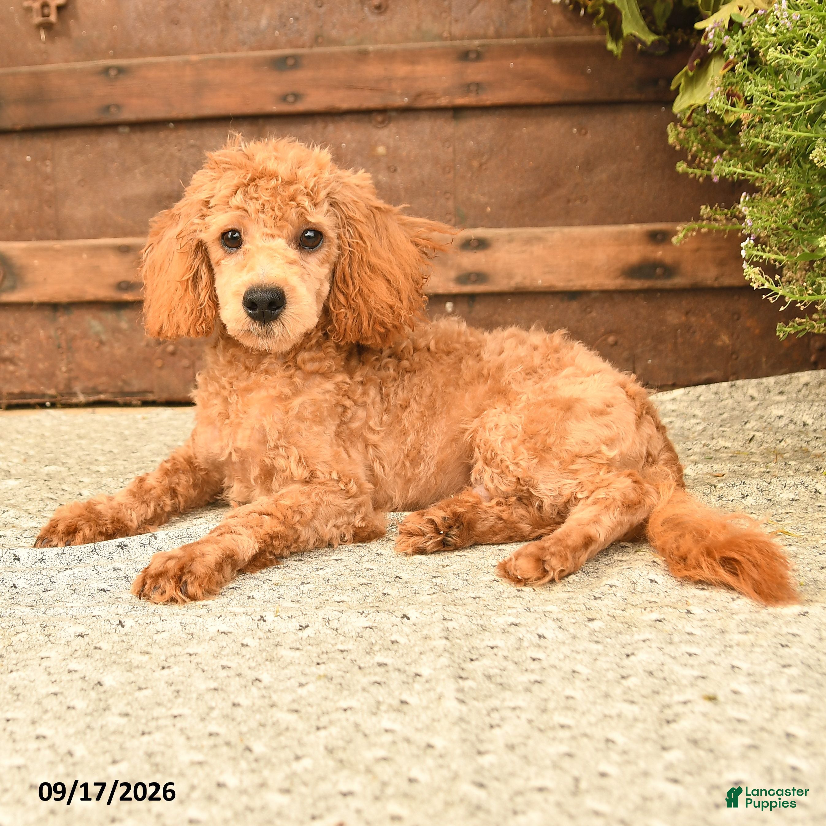 Toy Poodle dogs Dandy - Ad 2