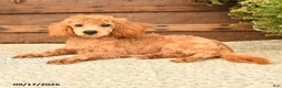 Toy Poodle dogs for sale: Dandy - Ad 2
