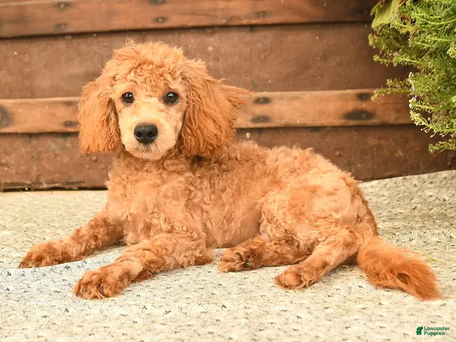 Toy Poodle dogs for sale: Dandy - Ad 2