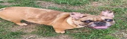 French Bulldog dogs for sale: French Bulldog 2 - Ad 4