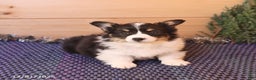 Welsh Corgi Pembroke dogs for sale: Holly - Ad 4