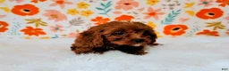Cavapoo dogs for sale: Gizmo - Ad 1