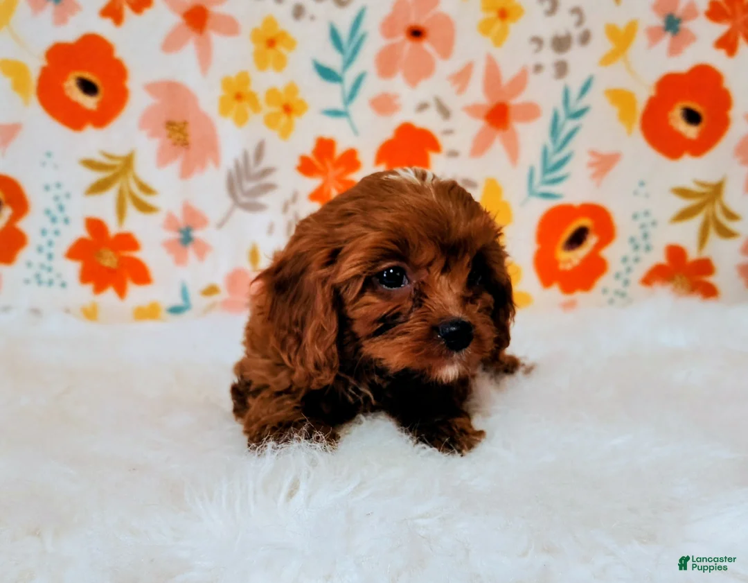 Cavapoo dogs for sale: Gizmo - Ad 1
