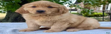 Dumpling