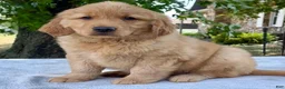 Golden Retriever dogs for sale: Dumpling - Ad 1