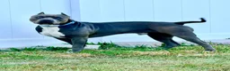 American Bully dogs for stud: Maverick  - Ad 1