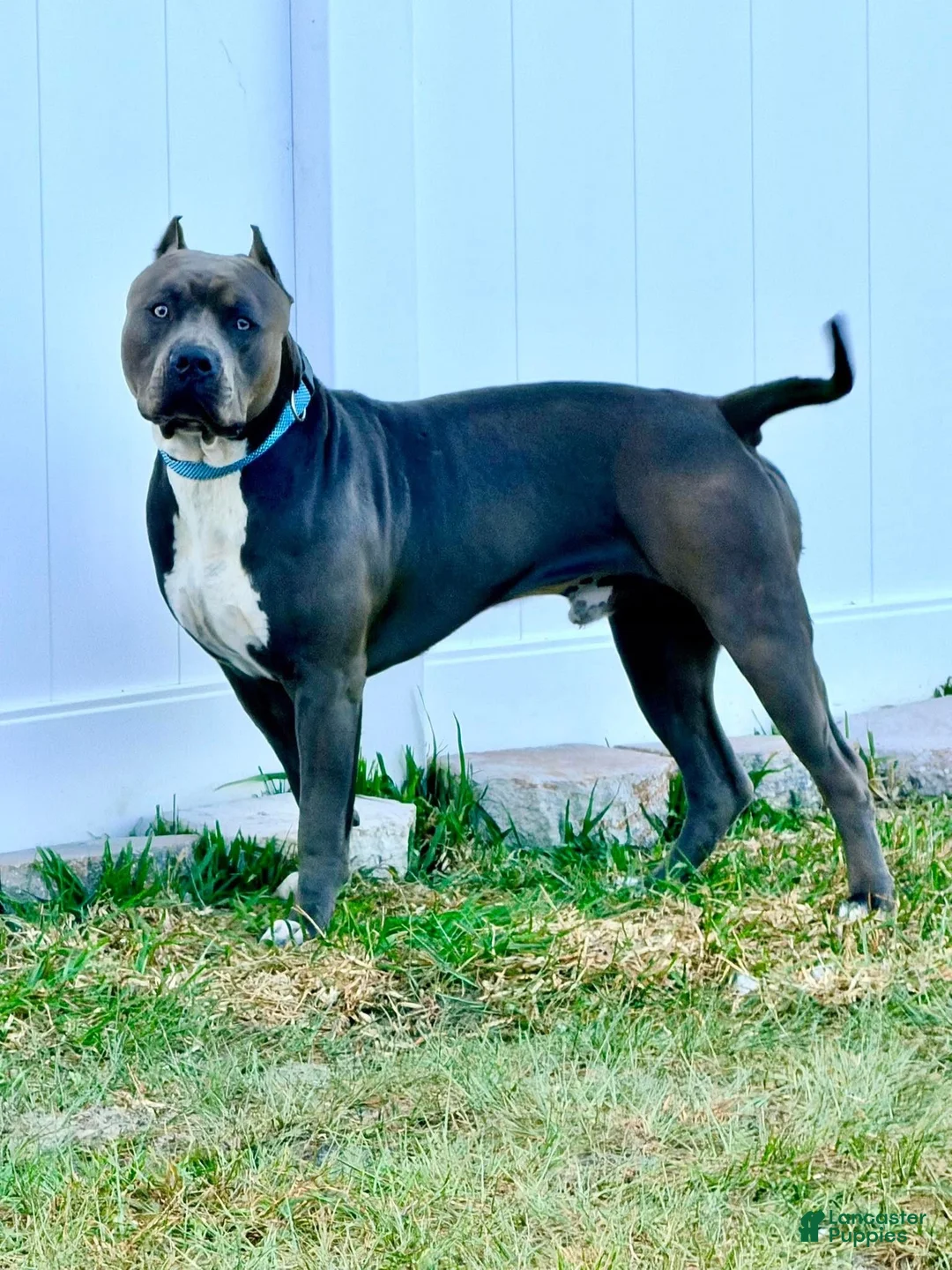 American Bully dogs for stud: Maverick  - Ad 1