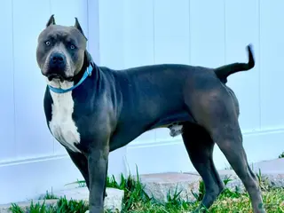 American Bully dogs Maverick - Ad 2