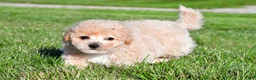 Bichpoo dogs for sale: clint - Ad 5