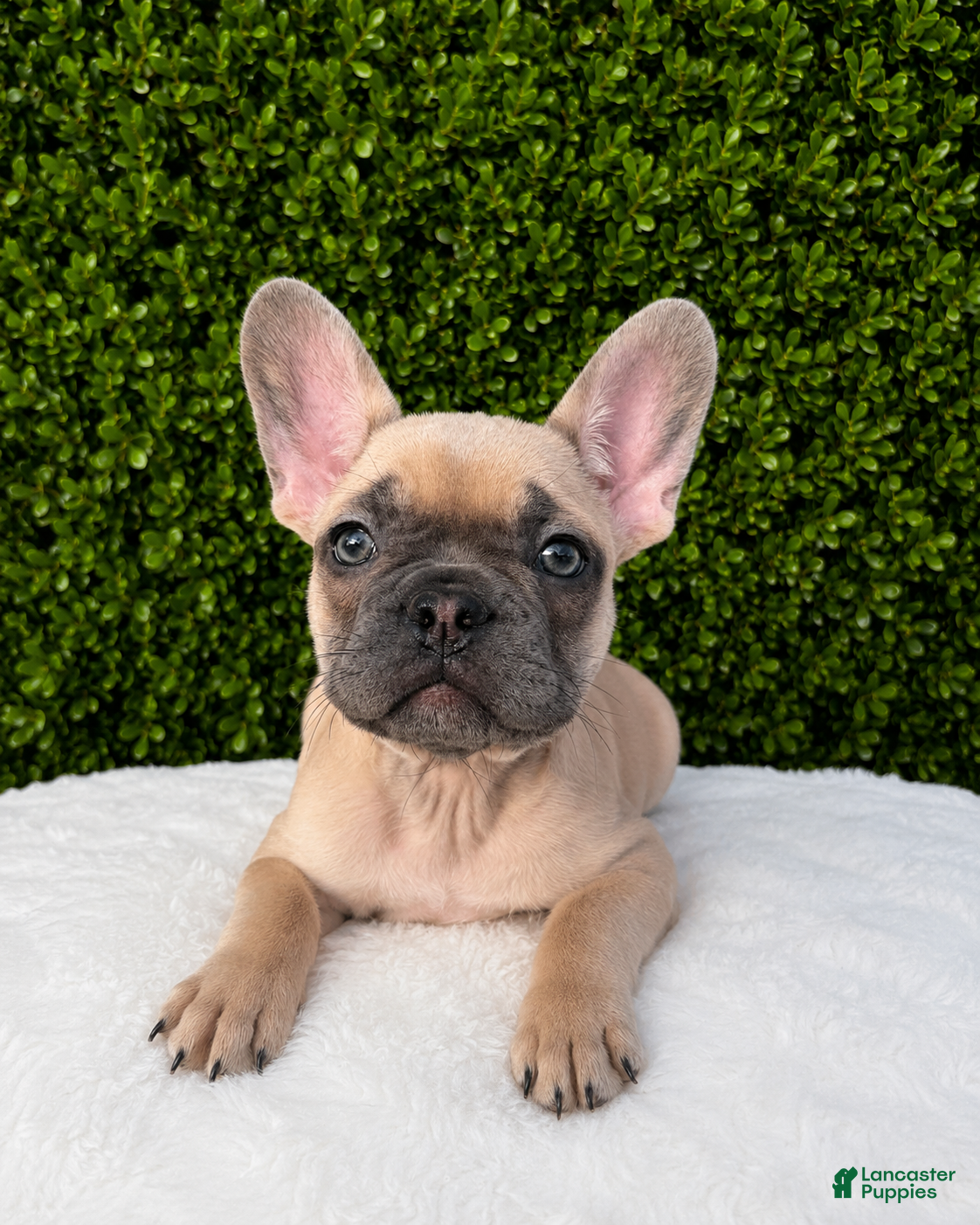 French Bulldog dogs for sale: French Bulldog 3 - Ad 20