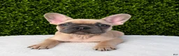 French Bulldog dogs for sale: French Bulldog 3 - Ad 1