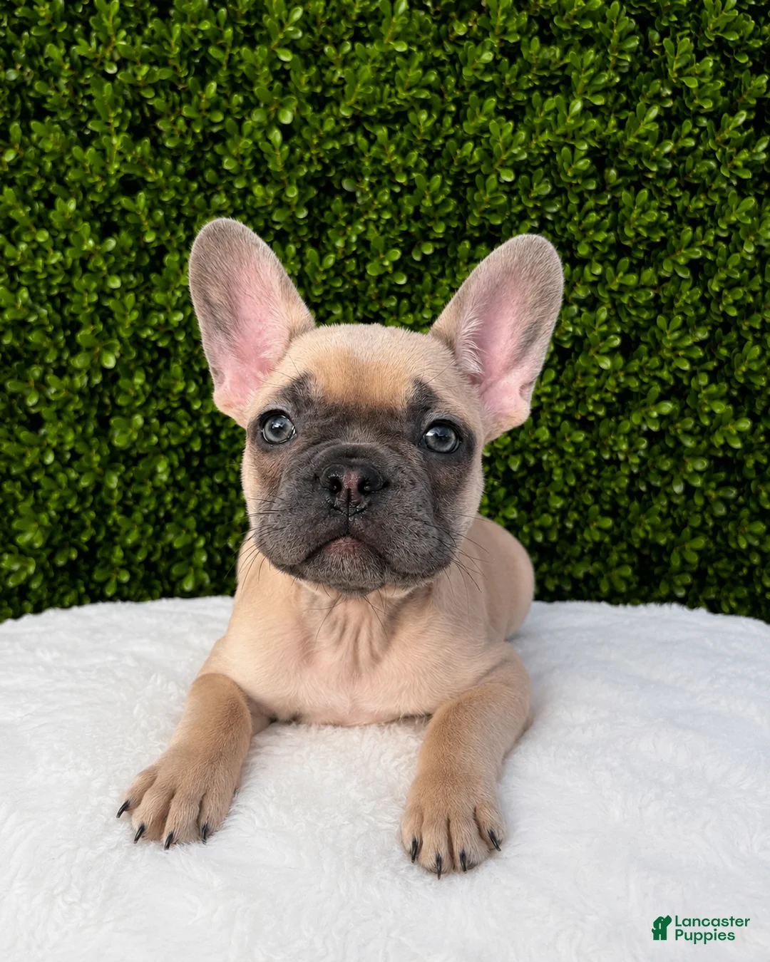 French Bulldog dogs for sale: French Bulldog 3 - Ad 1