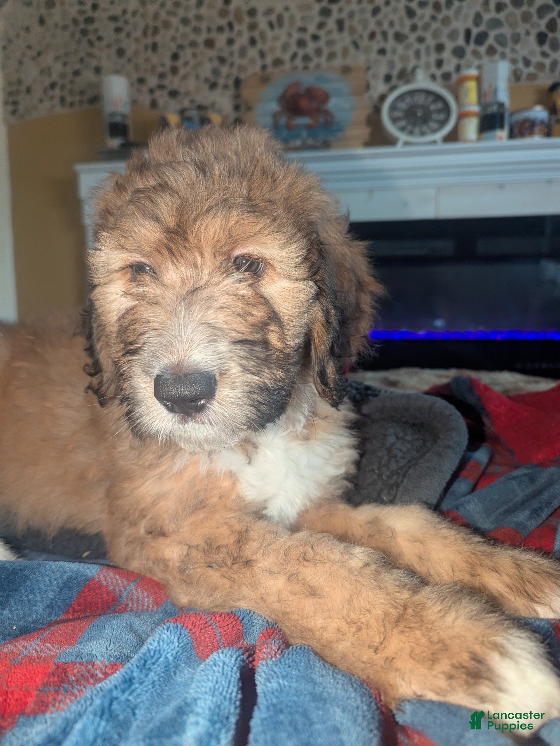 Mixed Breed dogs Carmon - Ad 24